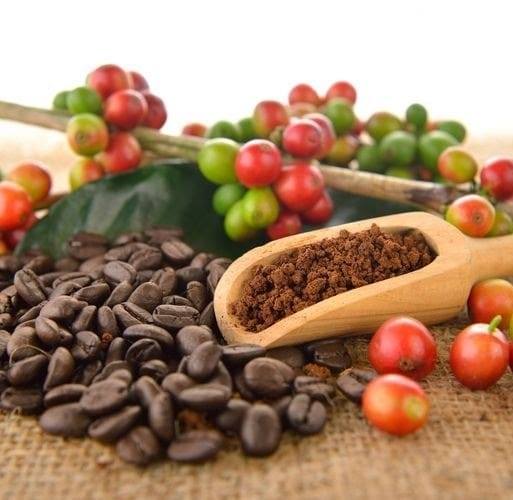 jual kopi toraja asli di makassar Tlp/Wa 08114177888